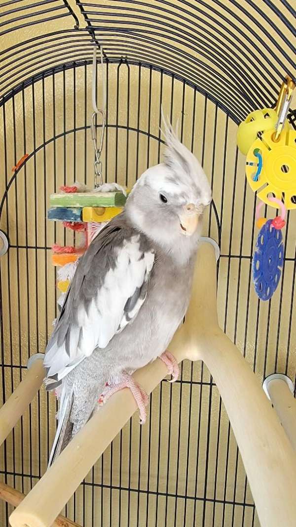 grey-white-bird-for-sale-in-post-falls-id
