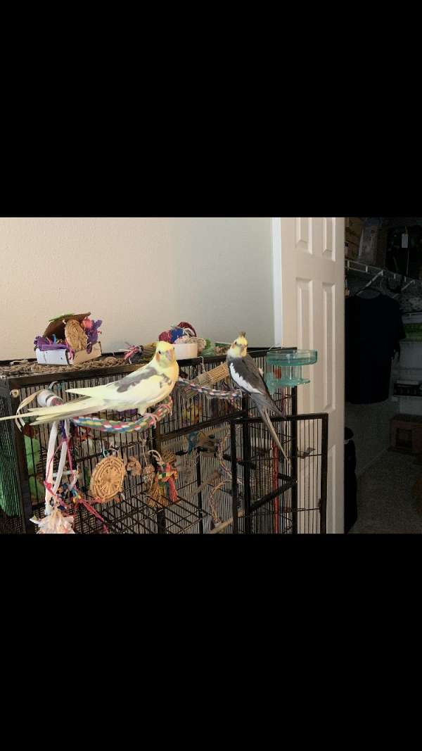 pied-bonded-pair-tame-bird-for-sale