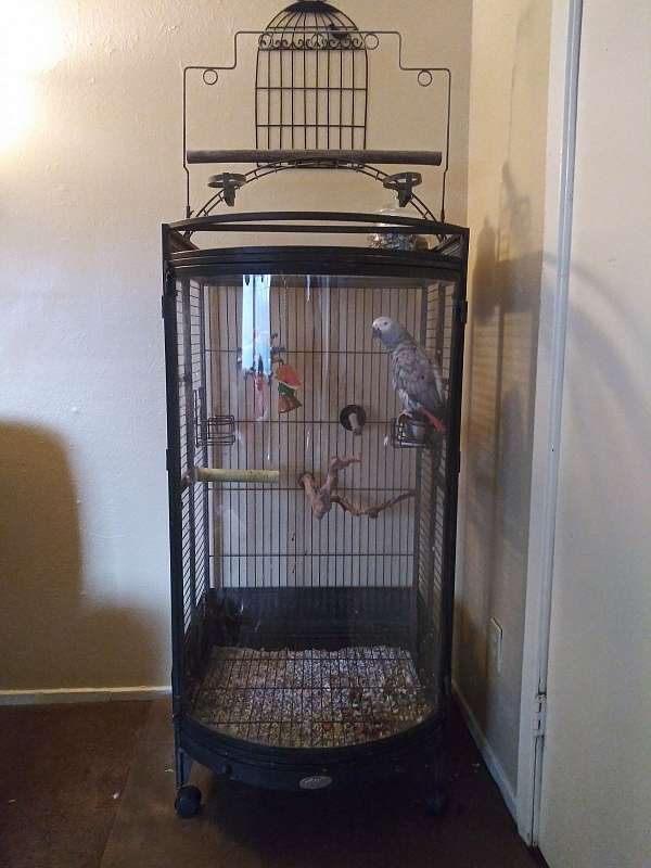 african-grey-parrot-for-sale-in-hurst-tx