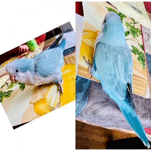 opaline-bird-for-sale-in-manassas-va