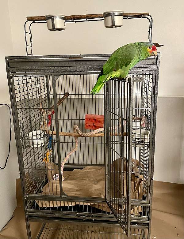 red-lored-amazon-parrot-for-sale-in-idaho