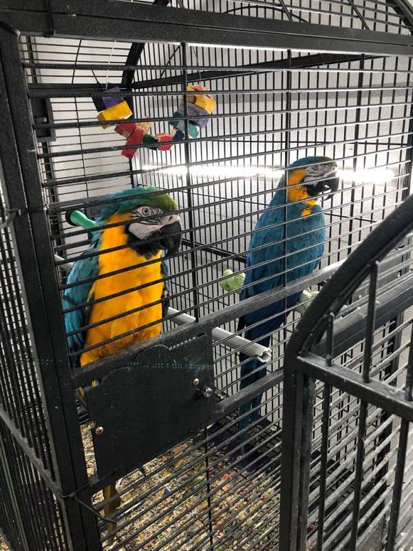 blue-gold-bird-for-sale-in-euless-tx