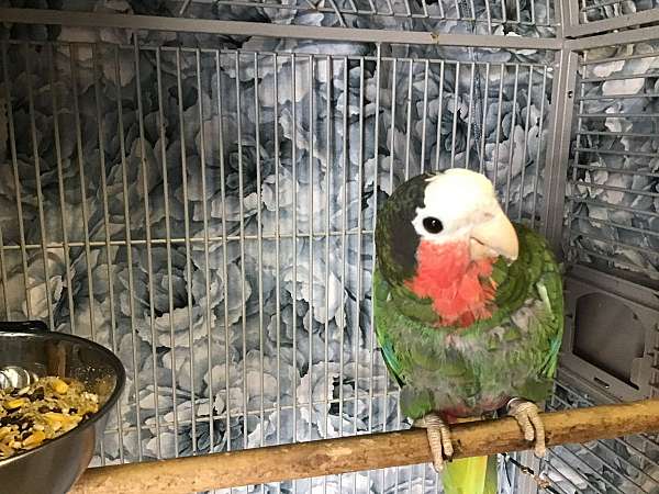 adult-cuban-amazon-parrot-for-sale