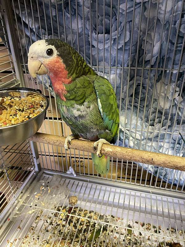 cuban-amazon-parrot-for-sale-in-downey-ca