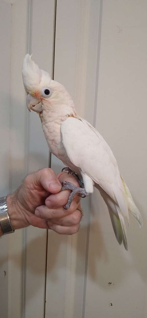 cockatoo-goffin-cockatoo-for-sale-in-metairie-la