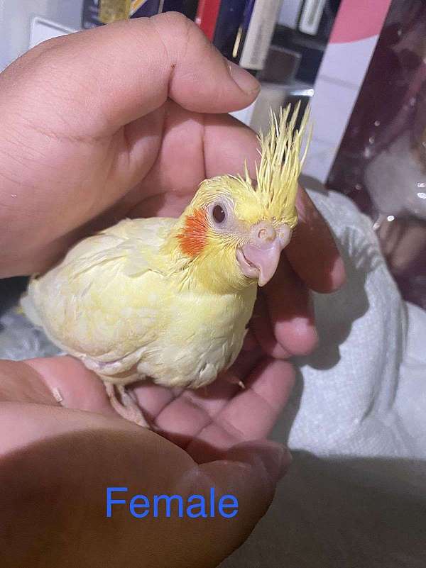 male-lutino-yellow-bird-for-sale