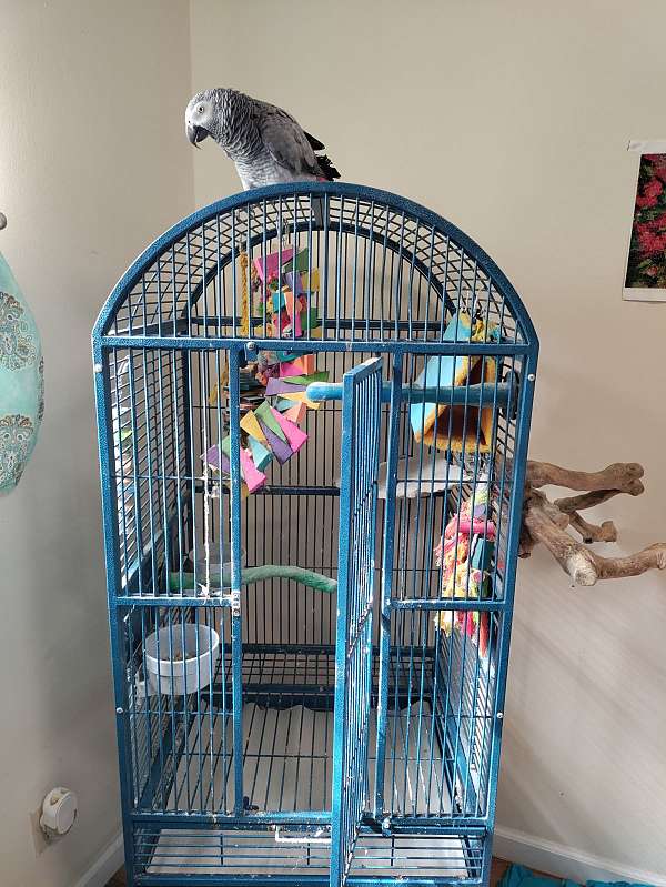 congo-african-grey-parrot-for-sale-in-washington-mo