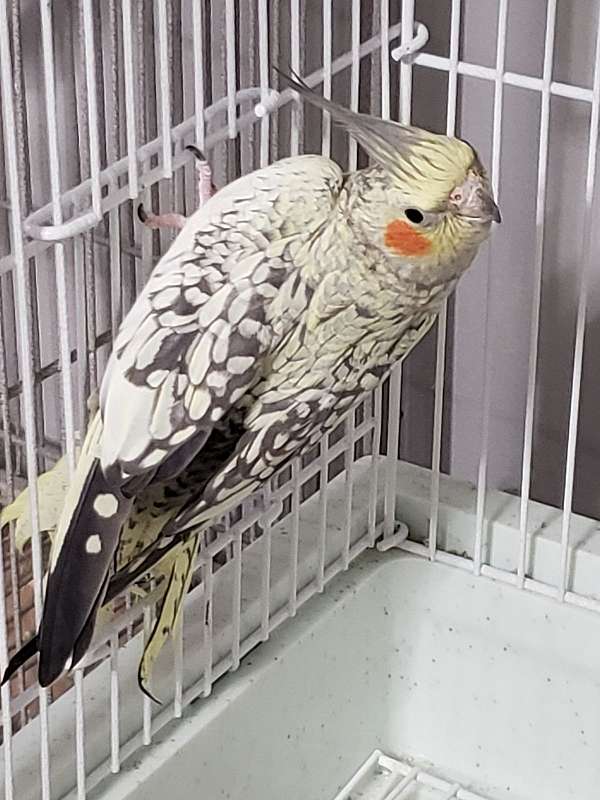 male-female-bird-for-sale-in-statesboro-ga