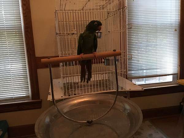 green-opaline-blue-crown-conure-for-sale