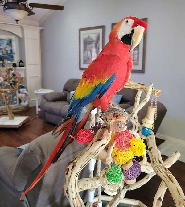 scarlet-macaw-for-sale