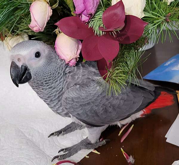 congo-african-grey-parrot-for-sale