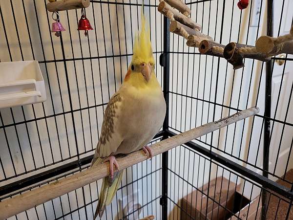 white-yellow-bird-for-sale-in-mason-oh