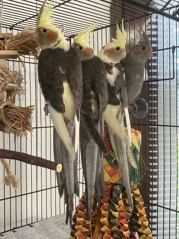 cockatiel-for-sale-in-troy-oh