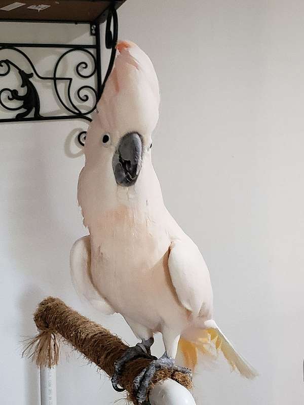 mollucan cockatoo for sale near me