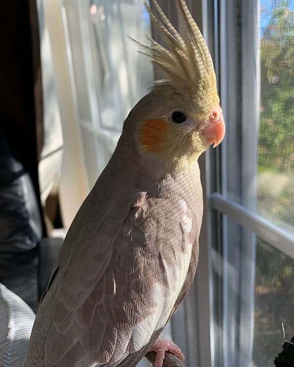 cockatiel-for-sale-in-trumbauersville-pa