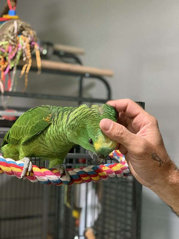 baby-blue-front-amazon-parrot-for-sale