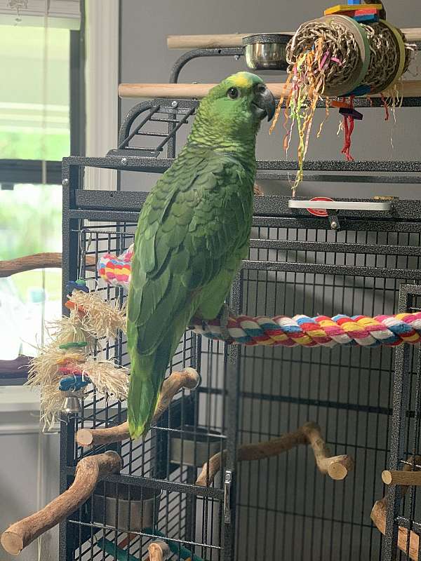 blue-front-amazon-parrot-for-sale-in-florida