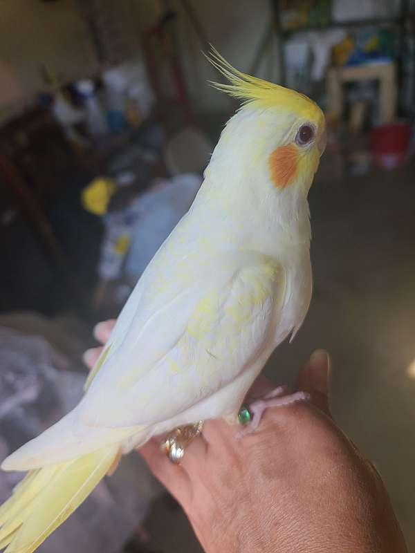 lutino-yellow-bird-for-sale-in-manassas-va