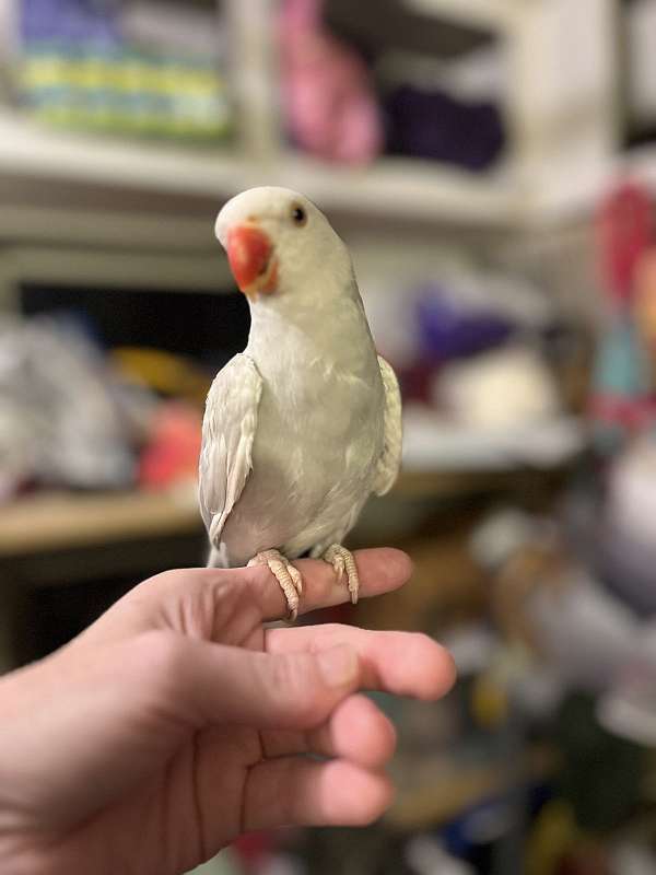 crimson-green-pet-bird-for-sale
