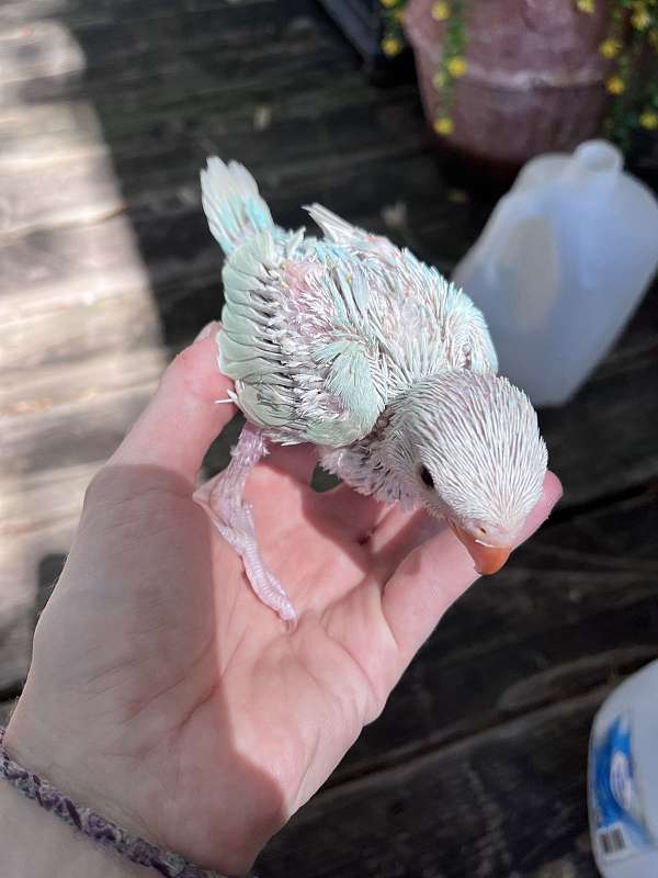 crimson-green-handfed-bird-for-sale