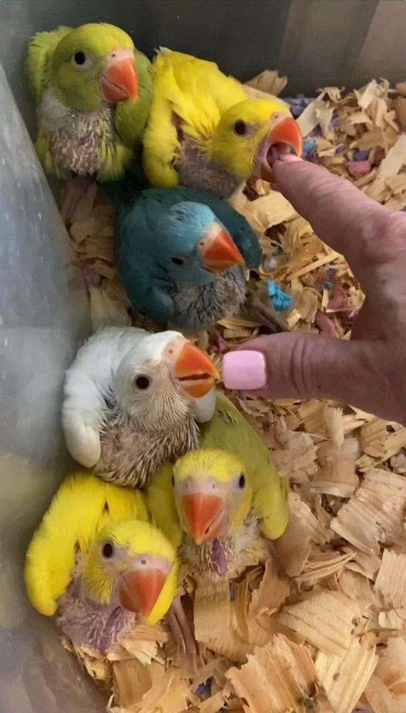 medium-crimson-green-bird-for-sale