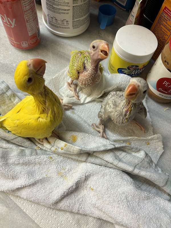 playful-bird-for-sale-in-davenport-fl