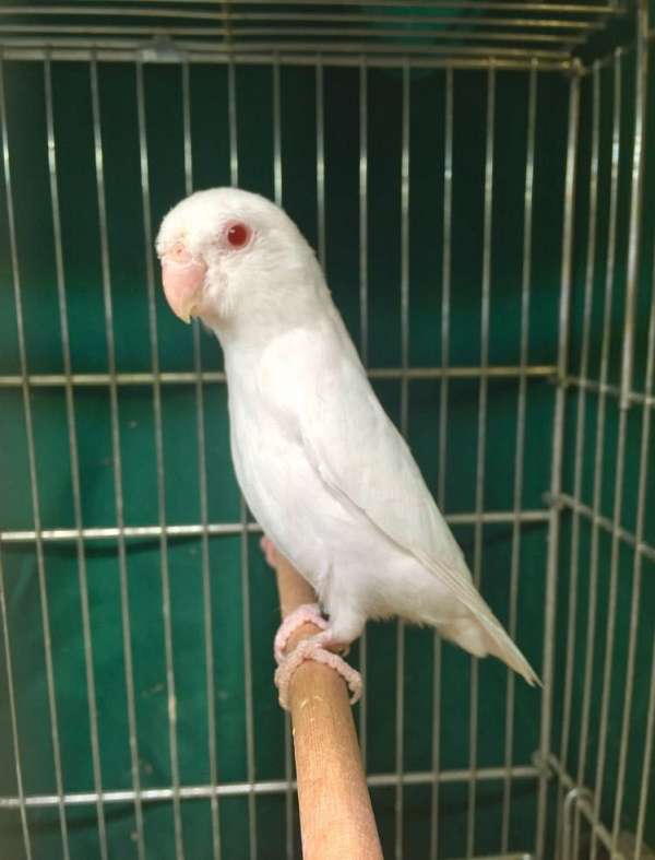 albino-green-parrotlet-for-sale
