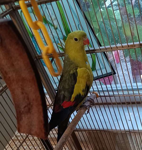 parrot-for-sale-in-gulfport-fl