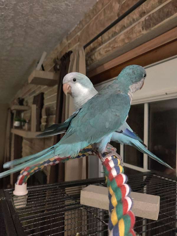 quaker-parrots-for-sale-in-newark-oh
