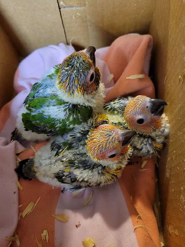 sun-conure-for-sale-in-cabot-ar