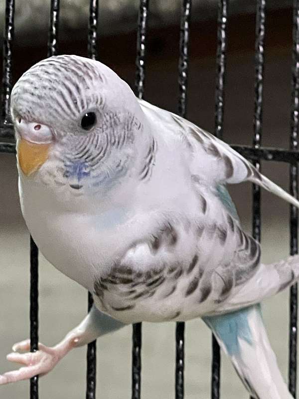 budgerigar-parakeet-for-sale-in-ocala-fl
