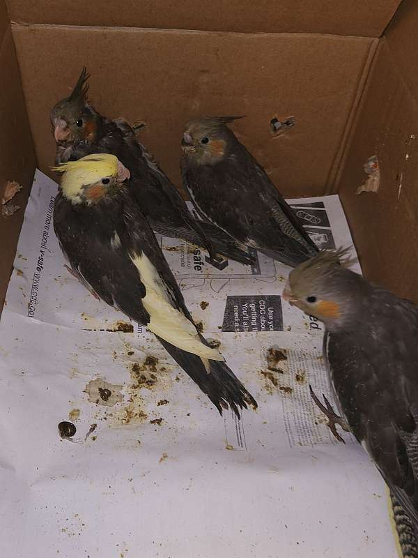 cockatiel-for-sale-in-raleigh-nc