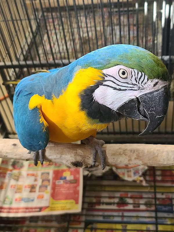blue-gold-macaw-for-sale-in-manassas-va