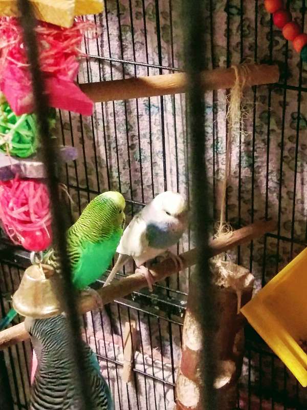 budgerigar-parakeet-for-sale-in-prince-george-va