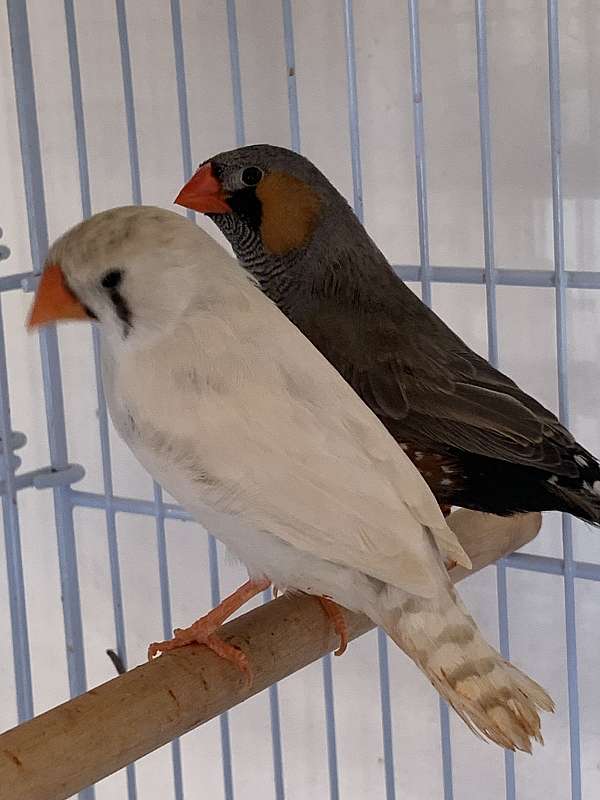 finch-zebra-finch-for-sale-in-homestead-fl