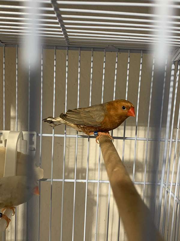 grey-orange-finch-zebra-finch-for-sale