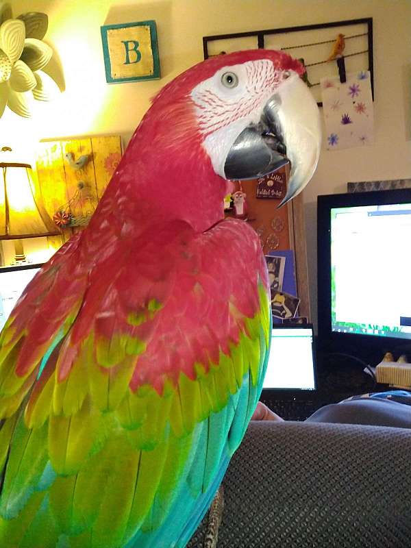 green-wing-macaw-for-sale-in-wisconsin