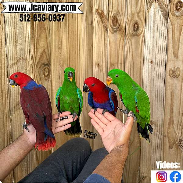 companion-red-lory-for-sale
