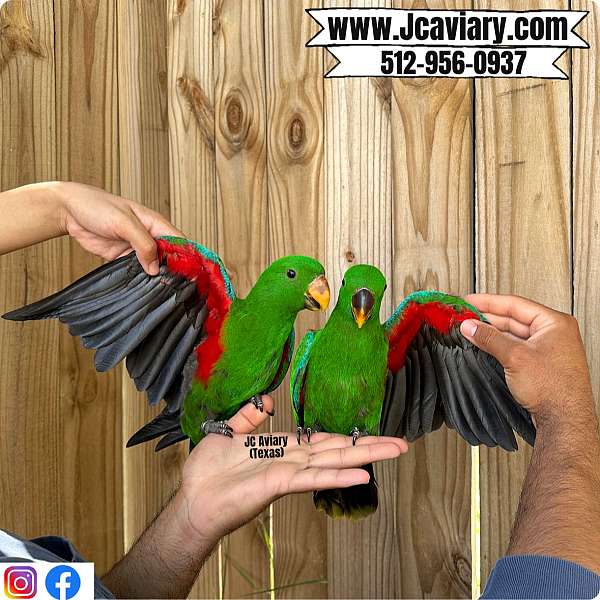 fancy-red-lory-for-sale