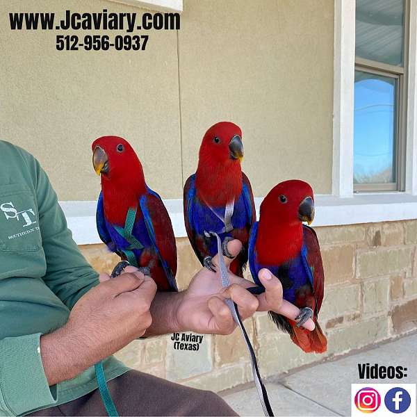 companion-red-lory-for-sale