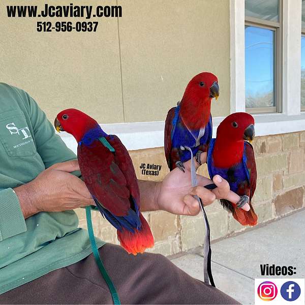 cute-red-lory-for-sale