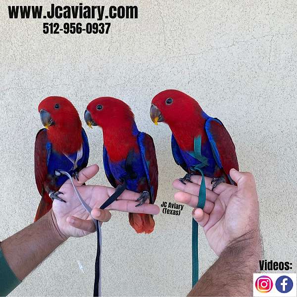 exotic-red-lory-for-sale