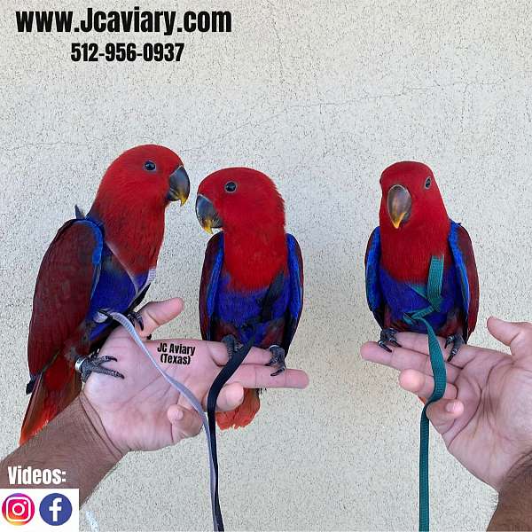 fancy-red-lory-for-sale