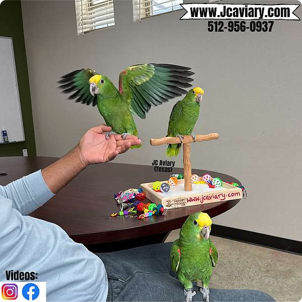 companion-red-lory-for-sale