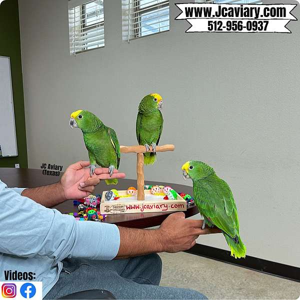 exotic-red-lory-for-sale