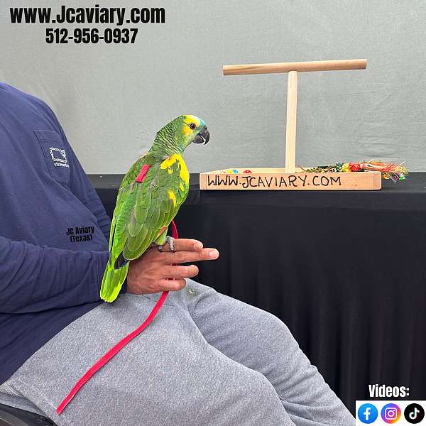 companion-red-lory-for-sale