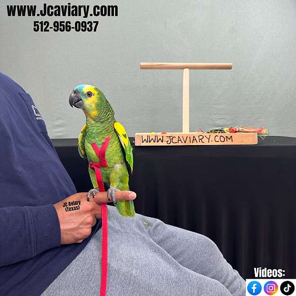 cute-red-lory-for-sale