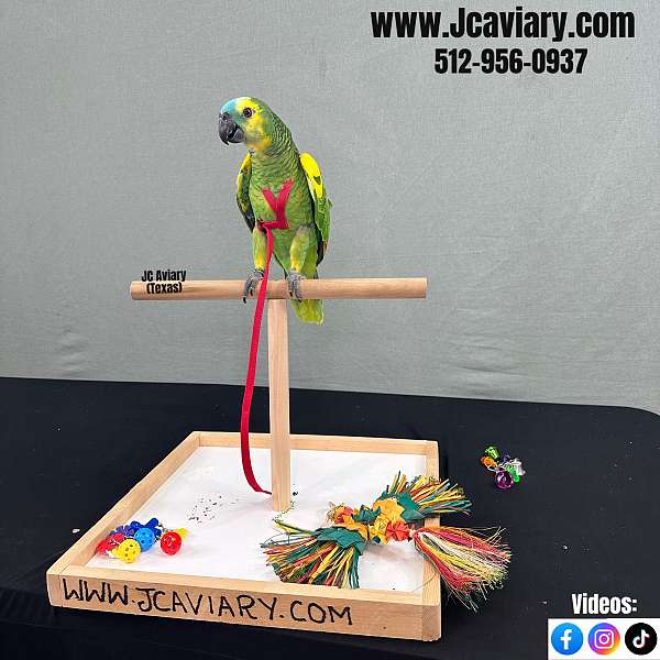 exotic-red-lory-for-sale