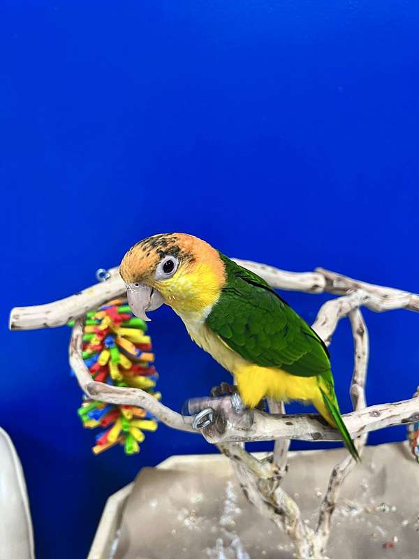 caique-white-bellied-caique-for-sale-in-flower-mound-tx