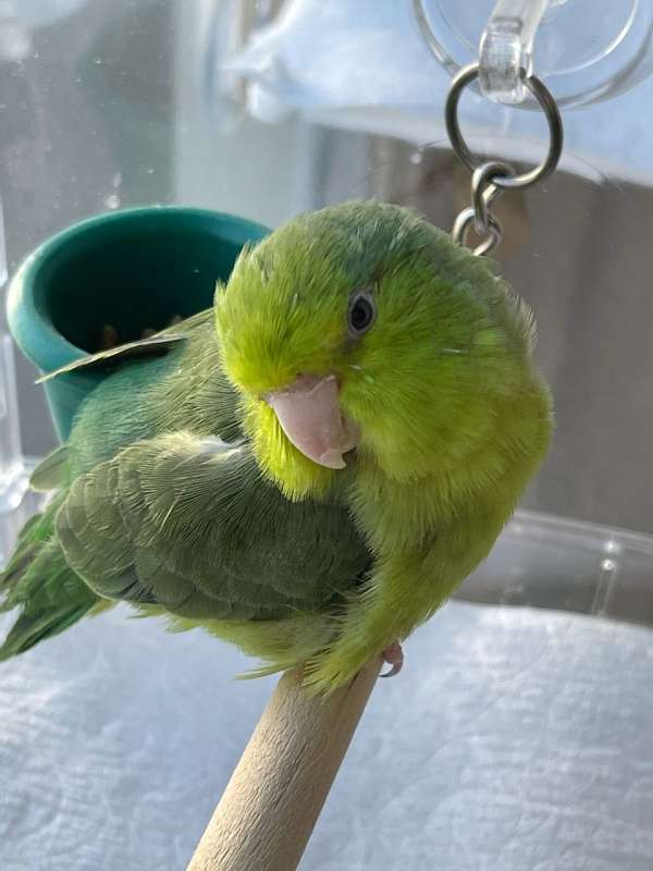 green-bird-for-sale-in-warwick-ri